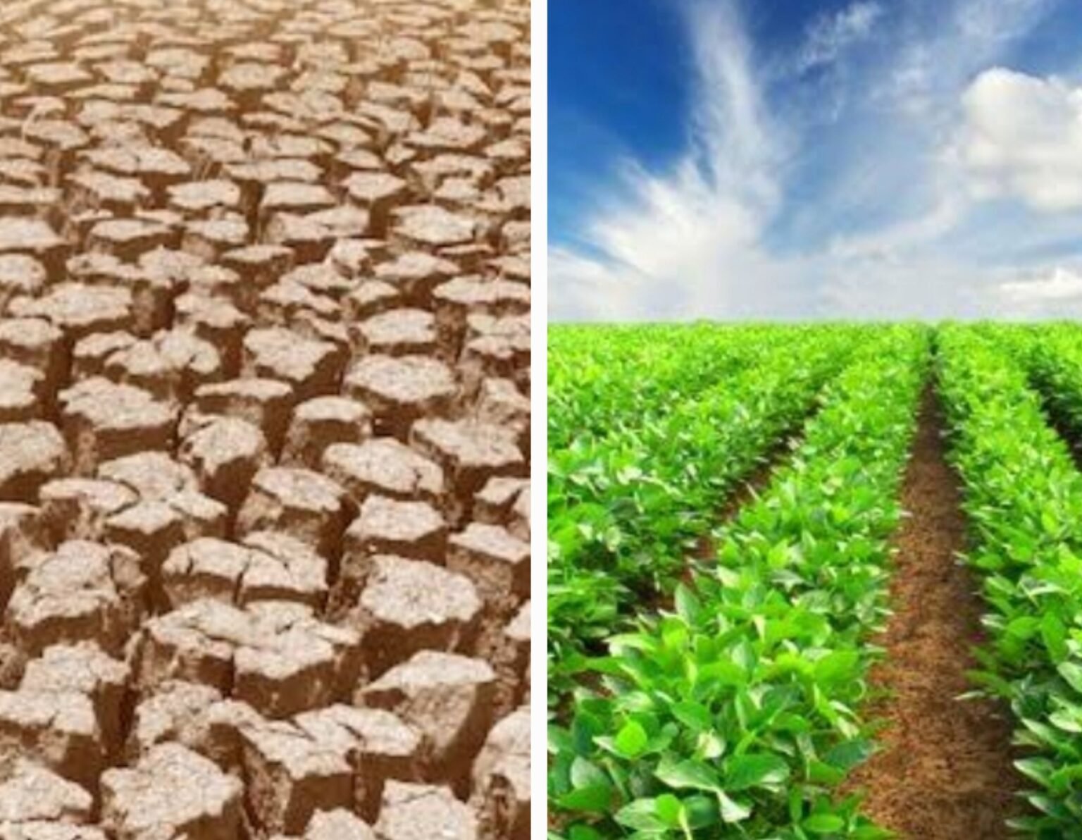 Reclassificação climática pode mudar o futuro agrícola do Norte e Noroeste Fluminense