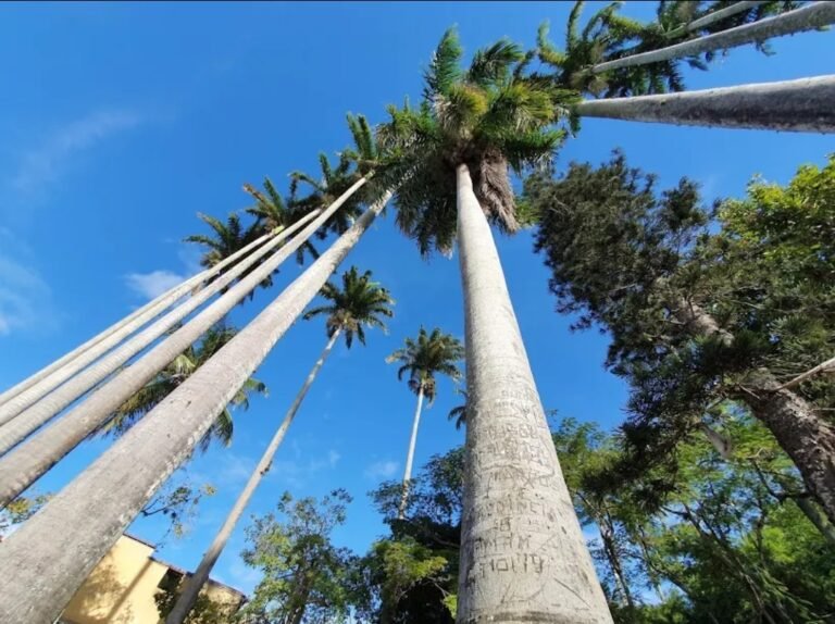 Horto Municipal de Campos é opção gratuita de lazer para as famílias durante as férias escolares