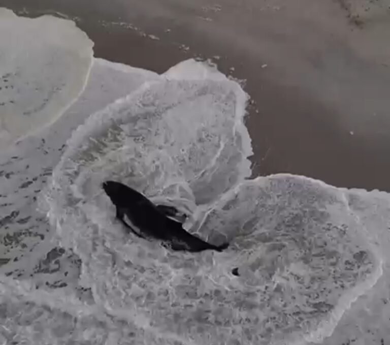 Filhote de Baleia-Jubarte é resgatado com vida em Arraial do Cabo e mobiliza força-tarefa de emergência ambiental