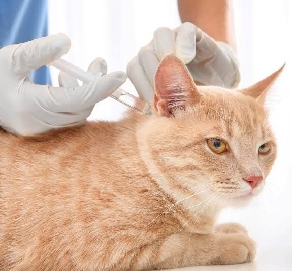 Vacinação contra raiva em cães e gatos é fundamental para proteger a saúde pública em Campos