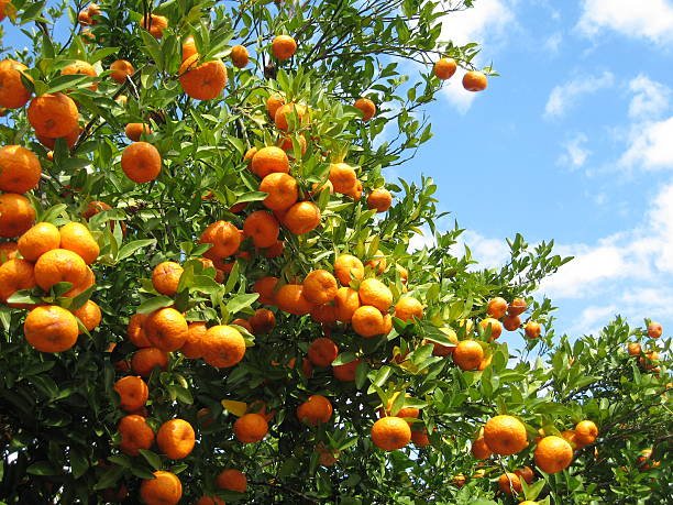 Com aumento de 105%, laranja assume quinta posição no valor da produção agrícola do Rio