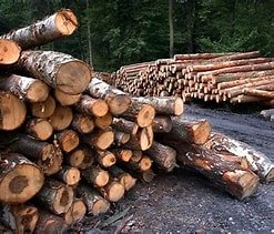 Silvicultura e extração vegetal movimentam R$ 58 milhões no Rio em 2024, aponta IBGE