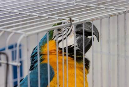 Operação São Francisco: maior ação contra tráfico de animais apreende centenas de animais e prende dezenas de criminosos