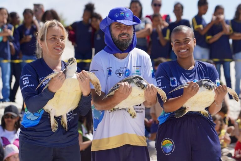 Tartarugas-verdes reabilitadas voltam ao mar em soltura inédita em Praia Seca