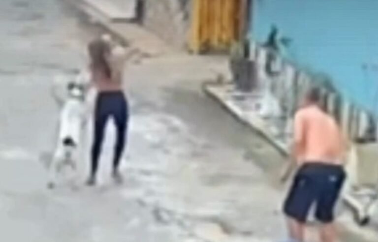 Mulher fica ferida em novo ataque de cão de grande porte em Campos