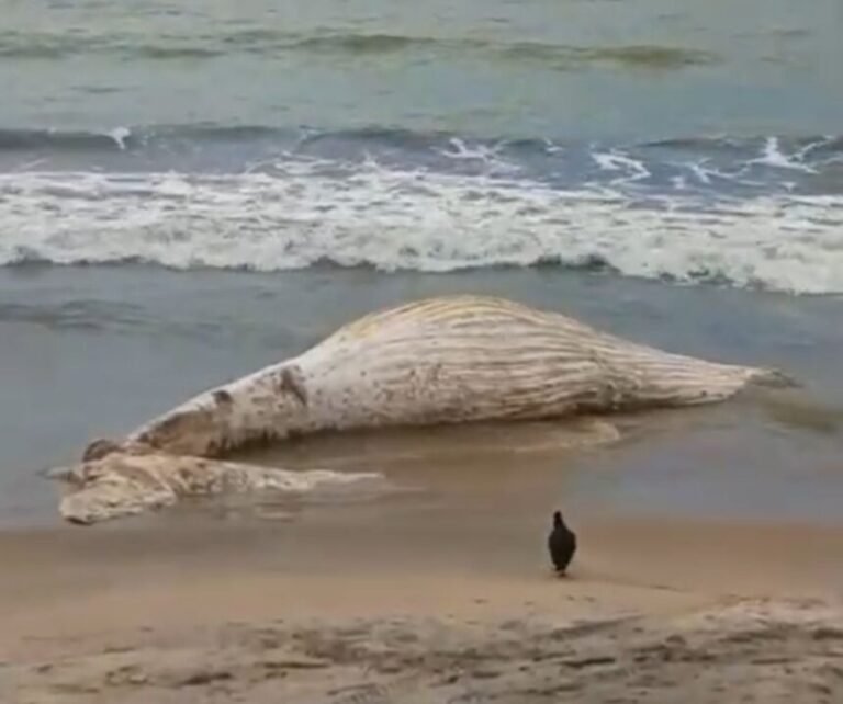 Baleia é encontrada morta na praia de Gargaú, em São Francisco de Itabapoana