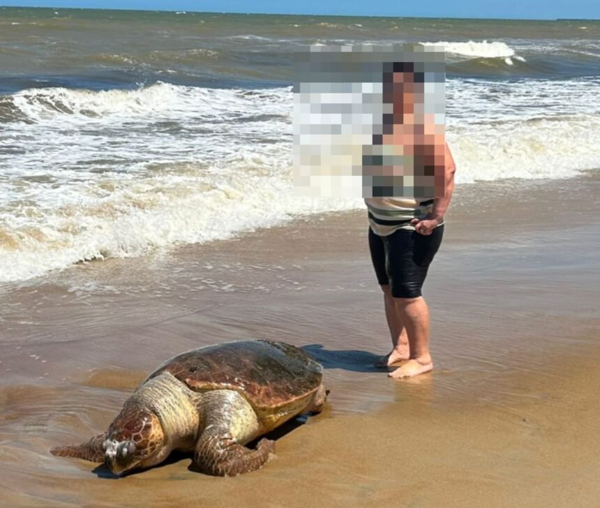 Tartaruga-cabeçuda é encontrada morta na praia de Santa Clara; causa da morte será investigada