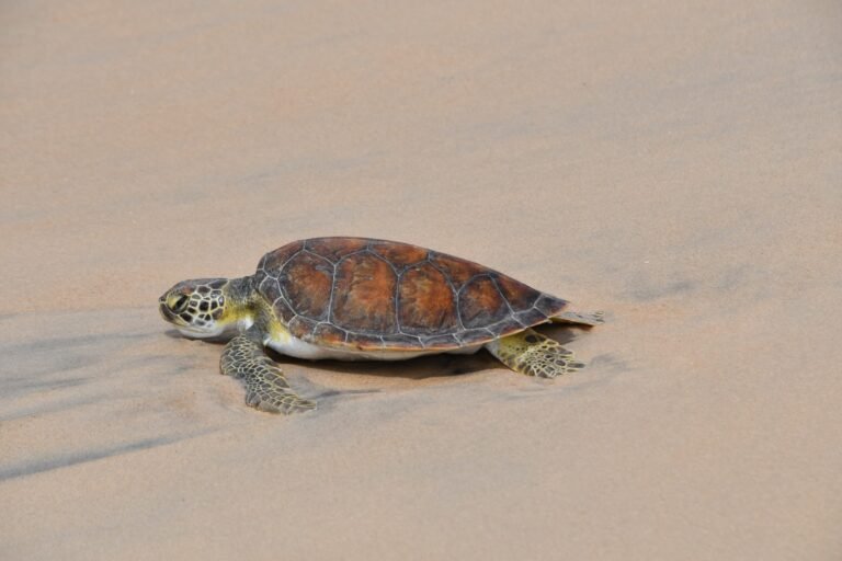 Instituto BW devolve tartaruga-verde ao mar em Macaé