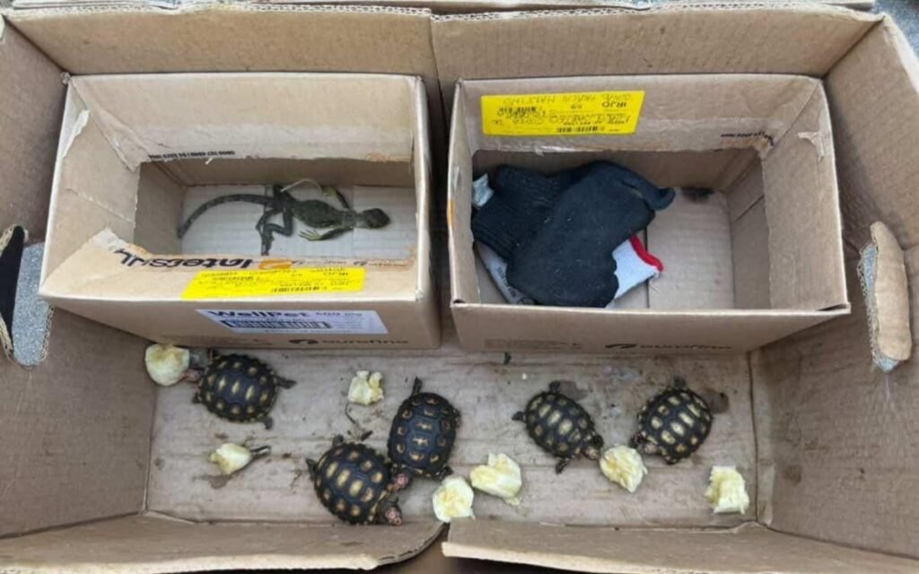 Operação contra tráfico de animais prende três pessoas em feira de Duque de Caxias