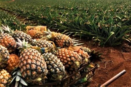 São Francisco de Itabapoana inicia cultivo de nova variedade de abacaxi e amplia potencial produtivo