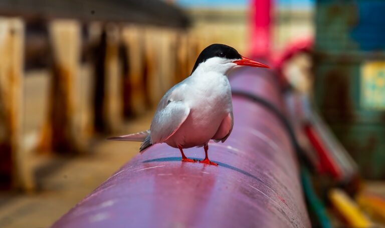 Projeto no Porto do Açu vai proteger aves marinhas ameaçadas