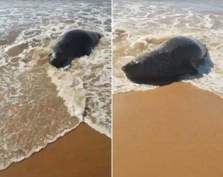 Elefante-marinho aparece em praias de São João da Barra e mobiliza monitoramento ambiental