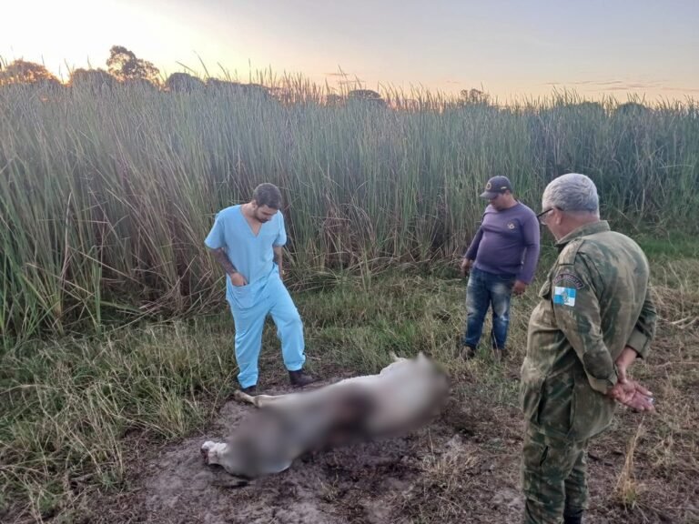 Ataques a animais colocam produtores rurais em alerta em São Francisco de Itabapoana