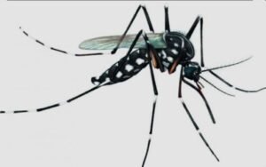 Campos inicia nova etapa de monitoramento do Aedes aegypti com quase 700 armadilhas em 95 localidades