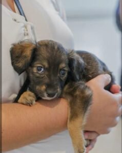 Feira de adoção reúne cães e gatos resgatados pelo CCZ no Partage Shopping