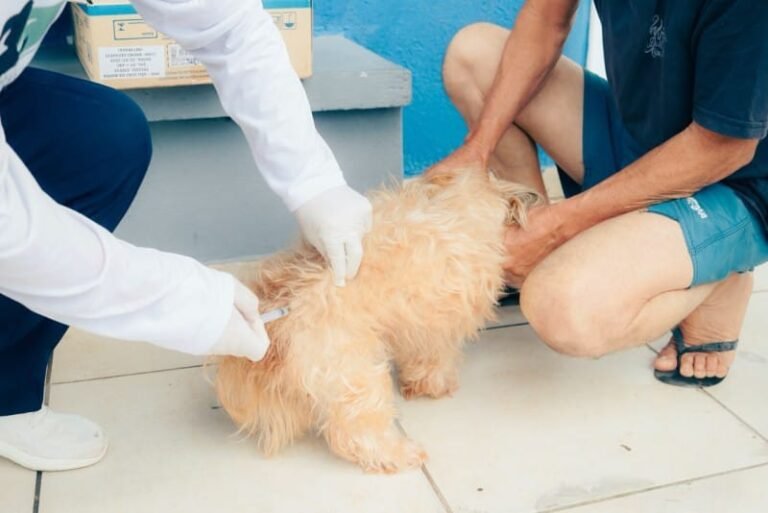 Vacinação antirrábica em cães e gatos no Jardim das Palmeiras é remarcada