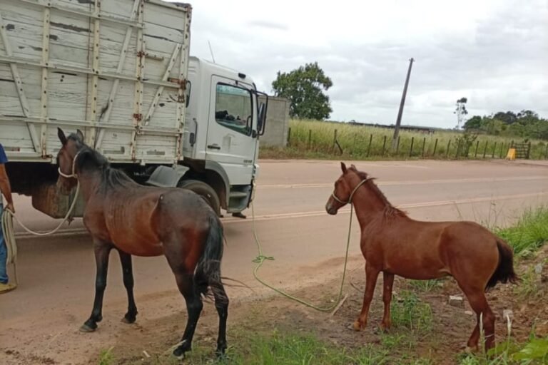 CCZ apreende 15 animais soltos em ruas de Campos em cinco dias