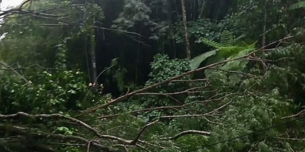 Árvore cai sobre rede de alta tensão e interdita trecho da Serramar