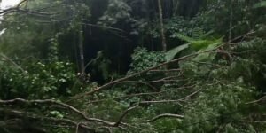 Árvore cai sobre rede de alta tensão e interdita trecho da Serramar